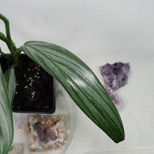 Load image into Gallery viewer, Epipremnum Amplissimum Silver Stripe 4" pot, Fedex 2 day*