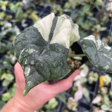 Load image into Gallery viewer, Alocasia Melo Albo variegated 2.5" pot, Fedex 2day*