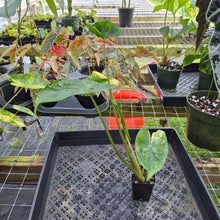 Load image into Gallery viewer, Alocasia Macrorrhiza Schock Treatment, Exact Plant Variegated Ships Nationwide