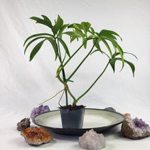 Load image into Gallery viewer, Philodendron Quercifolium 2.5" pot, Fedex 2day*