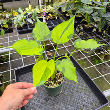 Load image into Gallery viewer, Alocasia Cucullata Banana Split Variegated exact plant, Fedex 2day*