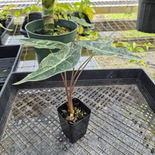 Load image into Gallery viewer, Alocasia Longiloba Black Satun Stardust Variegated, Exact Plant Ships Nationwide