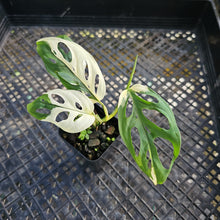 Load image into Gallery viewer, Monstera Adansonii Laniata Albo Variegated 2.5" pot, Fedex 2day*