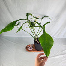 Load image into Gallery viewer, Philodendron Joepii, Exact Plant XL