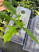 Load image into Gallery viewer, Philodendron Florida Beauty x Tortum green 4" pot, Fedex 2day*