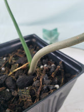 Load image into Gallery viewer, Philodendron Quercifolium, Exact Plant