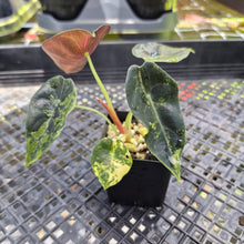 Load image into Gallery viewer, Alocasia Sedenii Aurea Variegated, Exact Plant Ships Nationwide