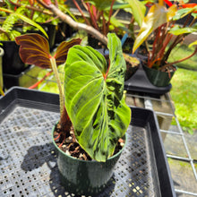 Load image into Gallery viewer, Philodendron Verrucosum Amazon Sunset, Exact Plant Ships Nationwide