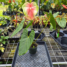 Load image into Gallery viewer, Anthurium Anuenue Obake Bicolor pink/green Fedex 2day