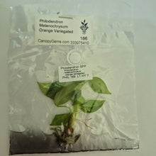 Load image into Gallery viewer, Philodendron Melanochrysum Orange Variegated tissue culture 2DayAir