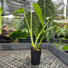 Load image into Gallery viewer, Monstera Burle Marx Flame, Exact Plant Ships Nationwide