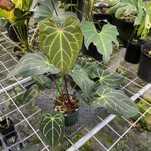 Load image into Gallery viewer, Anthurium Besseae Aff exact plant, Fedex 2day*