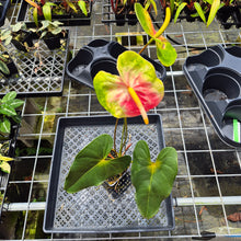 Load image into Gallery viewer, Anthurium Anuenue Obake Bicolor pink/green Fedex 2day