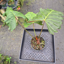 Load image into Gallery viewer, Philodendron Corsinianum exact plant, Fedex 2day*