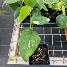 Load image into Gallery viewer, Syngonium Chiapense, Exact Plant Variegated Ships Nationwide