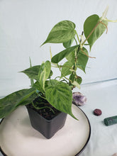 Load image into Gallery viewer, Hederaceum Heart Leaf, exact plant, variegated Philodendron, ships nationwide