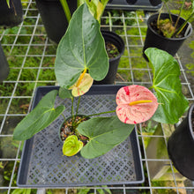 Load image into Gallery viewer, Anthurium Shibori, Exact Plant Variegated
