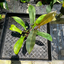 Load image into Gallery viewer, Philodendron Florida Bronze, 2.5” pot, Fedex 2 day*
