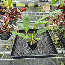 Load image into Gallery viewer, Anthurium Spectabile Wide Form, Exact Plant