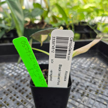Load image into Gallery viewer, Alocasia Black Velvet Pink Variegata, Exact Plant Ships Nationwide