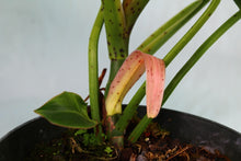 Load image into Gallery viewer, Philodendron Sagittifolium Tuxtlanum Rubra Exact Plant