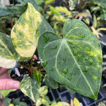 Load image into Gallery viewer, Anthurium Clarinervium Variegated 2.5" pot, Fedex 2day*