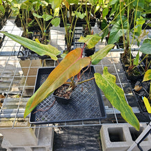 Load image into Gallery viewer, Philodendron Orange Marmalade, Autumn Queen 4" pot, Fedex 2day*