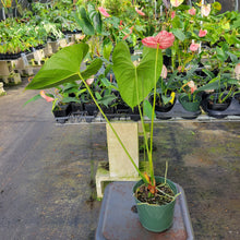 Load image into Gallery viewer, Anthurium Shibori, Exact Plant Variegated Ships Nationwide