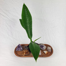 Load image into Gallery viewer, Philodendron Campii Lynette, Exact Plant Ships Nationwide