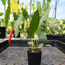 Load image into Gallery viewer, Anthurium Scherzerianum "Pig Tail" 2.5" Pot, Fedex 2 day*