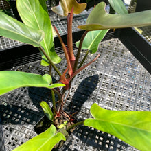 Load image into Gallery viewer, Philodendron Florida Bronze, 2.5” pot, Fedex 2 day*