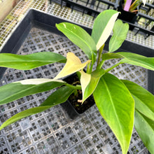 Load image into Gallery viewer, Philodendron Wend Imbe, Exact Plant Variegated Ships Nationwide