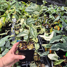 Load image into Gallery viewer, Scindapsus Peasun Variegated 4" pot, Fedex 2day*