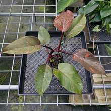Load image into Gallery viewer, Philodendron Orange Princess, Exact Plant Variegated
