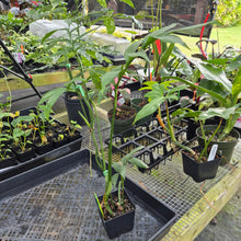 Load image into Gallery viewer, Monstera Subpinnata, Exact Plant Ships Nationwide