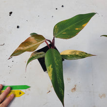 Load image into Gallery viewer, Philodendron Strawberry Shake, Exact Plant Variegated Ships Nationwide
