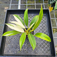 Load image into Gallery viewer, Philodendron Wend Imbe, Exact Plant Variegated 4"