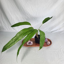 Load image into Gallery viewer, Anthurium Spectabile, Exact Plant