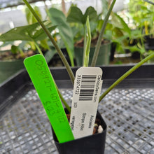 Load image into Gallery viewer, Alocasia simpo albo Exact Plant Ships Nationwide