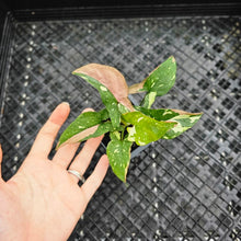 Load image into Gallery viewer, Syngonium Red Spot Tricolor, Exact Plant Variegated Ships Nationwide