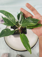 Load image into Gallery viewer, Philodendron White Princess, Exact Plant Variegated