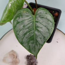 Load image into Gallery viewer, Philodendron Sodiroi True Form Shipped Nationwide