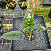 Load image into Gallery viewer, Alocasia Simpo Albo, Exact Plant, Ships Nationwide