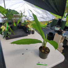 Load image into Gallery viewer, Philodendron Campii Lynette, Exact Plant Ships Nationwide