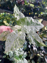 Load image into Gallery viewer, Alocasia Macrorrhiza Camouflage variegated 2.5" pot, Fedex 2day*