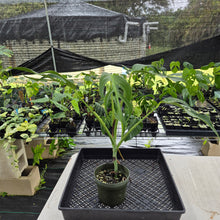 Load image into Gallery viewer, Monstera Burle Marx Flame exact plant, Fedex 2day