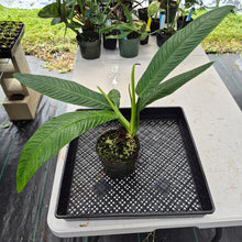 Load image into Gallery viewer, Philodendron Campii Lynette exact plant, Fedex 2day