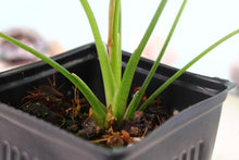 Load image into Gallery viewer, Varigated Syngonium Red Spot Tricolor Exact Plant