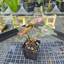 Load image into Gallery viewer, Syngonium Strawberry Ice Variegated 4" pot, Fedex 2day*