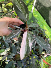 Load image into Gallery viewer, Philodendron Pink Princess Galaxy Variegated 2.5" pot, Fedex 2day*